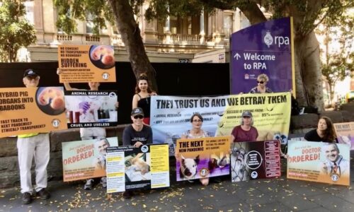 sydney-save-animals-in-laboratories